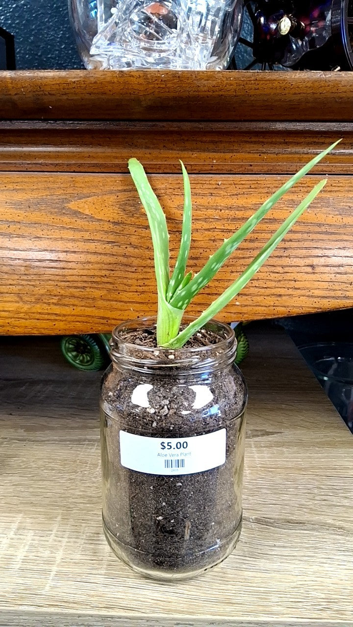 Aloe Vera Plant