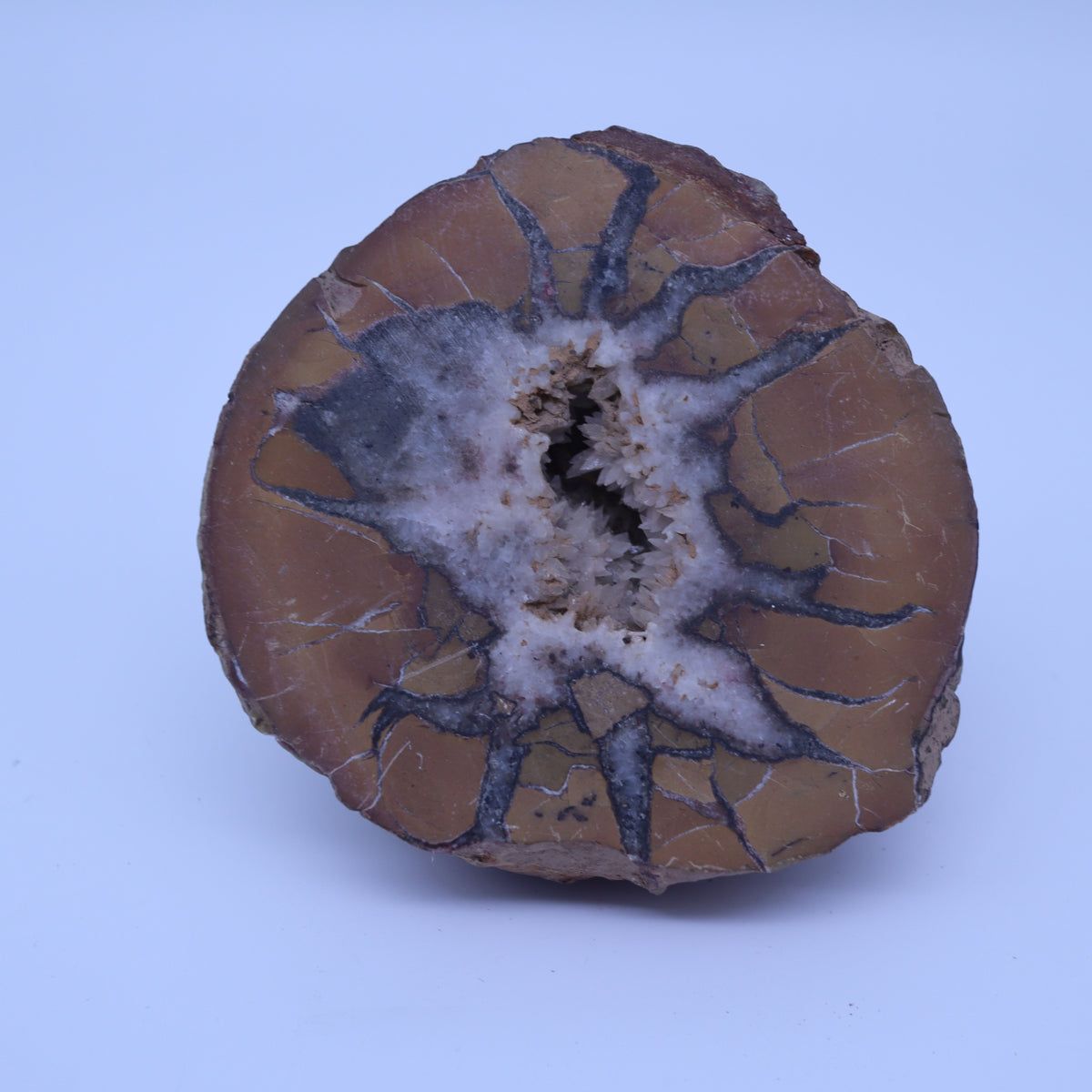 Septarian Nodule Geode Half Polished Calcite Crystal Dragon Stone Specimen